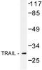 Apo-2L antibody, AP06701PU-N, Origene, Western Blot image 