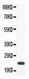 C-C Motif Chemokine Ligand 18 antibody, PA5-78934, Invitrogen Antibodies, Western Blot image 