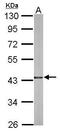 Glutaredoxin 3 antibody, PA5-31160, Invitrogen Antibodies, Western Blot image 