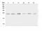 Follistatin Like 3 antibody, PA1915, Boster Biological Technology, Western Blot image 