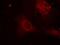 SHC Adaptor Protein 1 antibody, 79-497, ProSci, Immunofluorescence image 