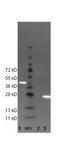 GFP antibody, NBP1-69969, Novus Biologicals, Western Blot image 