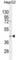 Trimethyllysine Hydroxylase, Epsilon antibody, abx025884, Abbexa, Western Blot image 