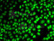 Exportin 5 antibody, A6790, ABclonal Technology, Immunofluorescence image 