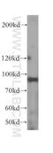 DEAD-Box Helicase 27 antibody, 17087-1-AP, Proteintech Group, Western Blot image 