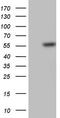 Plasminogen Activator, Urokinase antibody, TA805345, Origene, Western Blot image 