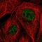 EMC7 antibody, NBP2-57188, Novus Biologicals, Immunofluorescence image 