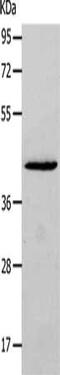 NCK Adaptor Protein 2 antibody, CSB-PA126963, Cusabio, Western Blot image 