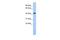 LIM Homeobox 4 antibody, PA5-40542, Invitrogen Antibodies, Western Blot image 