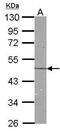 N-Myc Downstream Regulated 1 antibody, PA5-27213, Invitrogen Antibodies, Western Blot image 