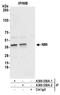 N-Myc And STAT Interactor antibody, A300-550A, Bethyl Labs, Immunoprecipitation image 