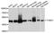 Tubulin gamma-1 chain antibody, A10611, ABclonal Technology, Western Blot image 