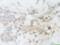 Bone Morphogenetic Protein 7 antibody, 38-232, ProSci, Immunohistochemistry frozen image 
