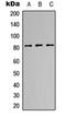 Integrin Subunit Alpha 5 antibody, orb234805, Biorbyt, Western Blot image 