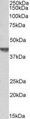 CAPG antibody, PA5-37846, Invitrogen Antibodies, Western Blot image 