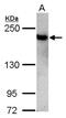DNA topoisomerase 2-beta antibody, NBP2-20684, Novus Biologicals, Western Blot image 