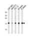 Ubiquitin Conjugating Enzyme E2 L3 antibody, 61-080, ProSci, Western Blot image 