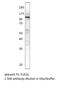 Toll-like receptor 10 antibody, MBS540461, MyBioSource, Western Blot image 