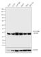 Tyrosine 3-Monooxygenase/Tryptophan 5-Monooxygenase Activation Protein Beta antibody, MA5-12242, Invitrogen Antibodies, Western Blot image 