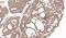 Matrix Metallopeptidase 12 antibody, GTX102928, GeneTex, Immunohistochemistry paraffin image 