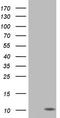 Pyrin Domain Containing 1 antibody, TA803571, Origene, Western Blot image 