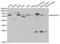 TGF-Beta Activated Kinase 1 (MAP3K7) Binding Protein 1 antibody, abx004398, Abbexa, Western Blot image 