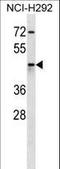 Aldo-Keto Reductase Family 1 Member C4 antibody, LS-C156219, Lifespan Biosciences, Western Blot image 