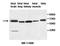 Adenosylhomocysteinase Like 2 antibody, orb77526, Biorbyt, Western Blot image 