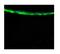 Aldehyde Dehydrogenase 3 Family Member A1 antibody, PA5-45021, Invitrogen Antibodies, Immunohistochemistry paraffin image 