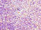 SL cytokine antibody, A57137-100, Epigentek, Immunohistochemistry paraffin image 