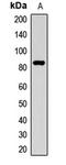 Aconitase 2 antibody, LS-C667680, Lifespan Biosciences, Western Blot image 