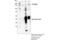 Pleckstrin Homology And RUN Domain Containing M1 antibody, 77092S, Cell Signaling Technology, Immunoprecipitation image 