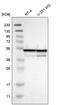 NudC Domain Containing 3 antibody, PA5-53936, Invitrogen Antibodies, Western Blot image 