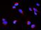 Reticulon 4 antibody, A01844-2, Boster Biological Technology, Immunofluorescence image 