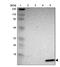 Galectin 2 antibody, NBP1-89690, Novus Biologicals, Western Blot image 