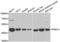 Protein Phosphatase, Mg2+/Mn2+ Dependent 1A antibody, LS-C334886, Lifespan Biosciences, Western Blot image 