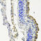 Microtubule Affinity Regulating Kinase 1 antibody, 23-581, ProSci, Immunohistochemistry frozen image 
