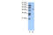 Forkhead Box D2 antibody, 27-402, ProSci, Western Blot image 