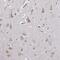 Gamma-Aminobutyric Acid Type A Receptor Gamma3 Subunit antibody, HPA054010, Atlas Antibodies, Immunohistochemistry frozen image 