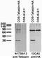 Tafazzin antibody, 75-197, Antibodies Incorporated, Western Blot image 