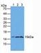 Galectin 2 antibody, LS-C305119, Lifespan Biosciences, Western Blot image 
