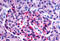 Frizzled Class Receptor 8 antibody, MBS244812, MyBioSource, Immunohistochemistry frozen image 