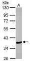 Annexin A10 antibody, NBP2-15404, Novus Biologicals, Western Blot image 