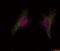 BRCA1 DNA Repair Associated antibody, 79-556, ProSci, Immunofluorescence image 