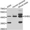 Sex Hormone Binding Globulin antibody, A00682-1, Boster Biological Technology, Western Blot image 