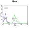 GABA Type A Receptor Associated Protein Like 1 antibody, abx034239, Abbexa, Western Blot image 