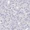 ADP Ribosylation Factor Like GTPase 4D antibody, NBP2-31820, Novus Biologicals, Immunohistochemistry frozen image 