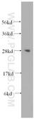 LIN28A antibody, 16177-1-AP, Proteintech Group, Western Blot image 