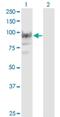 RNA Binding Motif Protein 12 antibody, H00010137-M05, Novus Biologicals, Western Blot image 