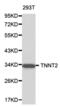 Troponin T2, Cardiac Type antibody, abx001040, Abbexa, Western Blot image 